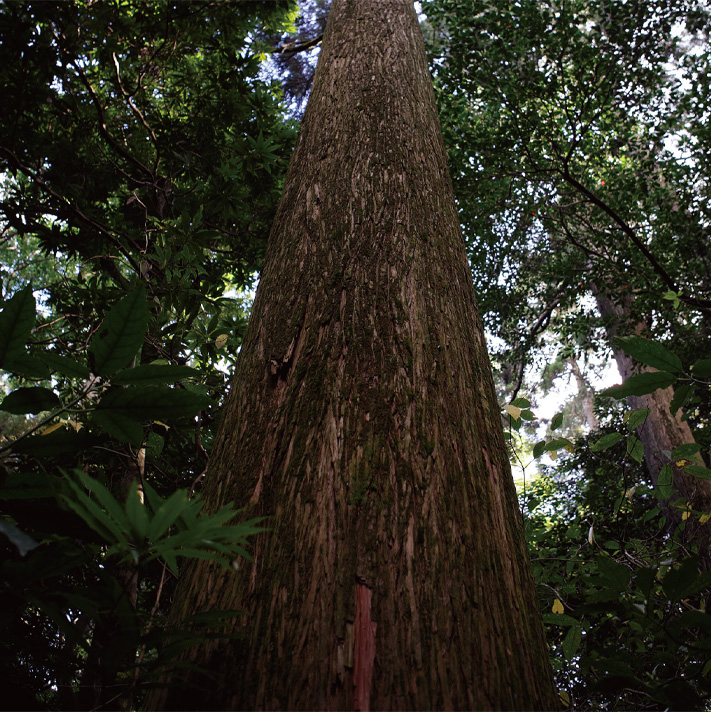 音響熟成木材の大木の写真です。